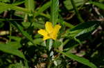 Creeping waterprimrose